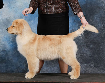 aragon golden retrievers Aragon Bless Your Heart birdie