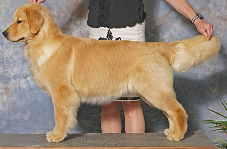 aragon bless your heart birdie