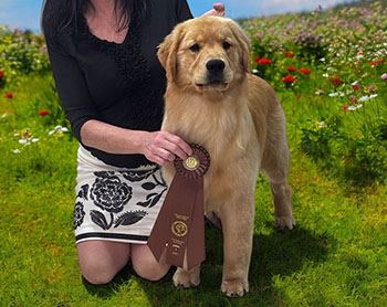 aragon golden retrievers Aragon Bless Your Heart birdie