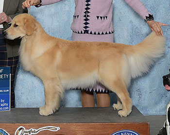 aragon golden retrievers GCH Aragon Who’s That Girl reese