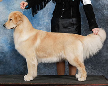 aragon golden retrievers GCH Aragon Who’s That Girl reese