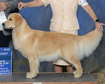 aragon golden retrievers GCH Aragon Who’s That Girl reese