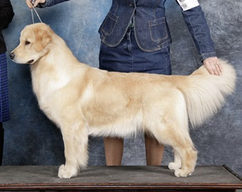 aragon golden retrievers GCH Aragon Who’s That Girl reese