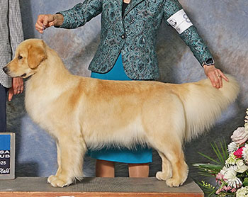 aragon golden retrievers GCH Aragon Who’s That Girl reese