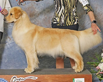 aragon golden retrievers GCH Aragon Who’s That Girl reese