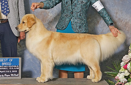 GCH Aragon Who’s That Girl reese